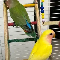 طوطی برزیلی|پرنده|کرج, باغستان|دیوار