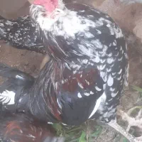 مرغ وخروس