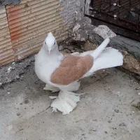 یک جفت پشت زرد پاپر|پرنده|پاکدشت, پارچین|دیوار