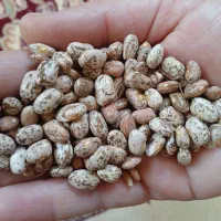 لوبیا چیتی