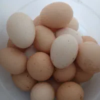 تخم مرغ طبیعی  اورگانیک