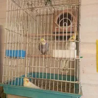 طوطی عروس سخنگو