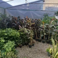 عرضه نهال گلدانی