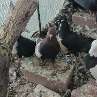 کفتر|پرنده|کرمان, |دیوار