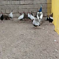 مرغ و خروس آمریکایی سیلور|پرنده|ساری, |دیوار