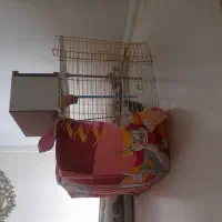 یک جفت کوتوله مولد با سابقه جوجه دهی