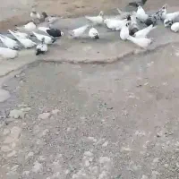 کبوتر کله دم