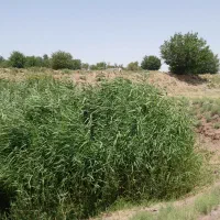 زمین ناب جهت ویلا باغ باچاه آب قولنامه پنجاه ساله