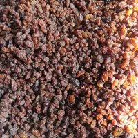 کشمش سیاه بی دونه|خوردنی و آشامیدنی|قم, فرهنگیان و شهربانی|دیوار