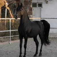 سیلمی جهت کشش اسب عرب