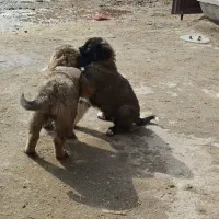 توله سرابی|سگ|سلماس, |دیوار