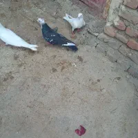 فروش سه تاکبوتر