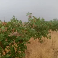 پسته