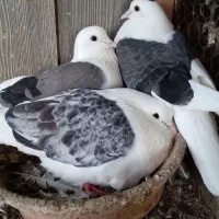 کبوتر پرشی|پرنده|آمل, |دیوار