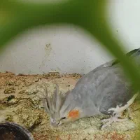 عروس هلندی ماده