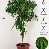 فیکوس آمستل (بنجامین آمستل) درختچه بزرگ ۲.۵ متری