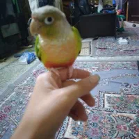 کرینچک فول دستی