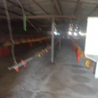 فروش مرغداری