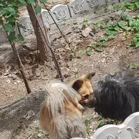 سگ پاکوتاه بسیار فهمیده