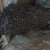 عسل وحشی اصل