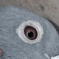 کفتر مسافتی پلاکی کفتر اردن کفتر چاپی پولکی|پرنده|مشهد, انصار|دیوار