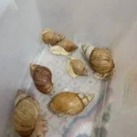 ۷عددحلزون زیبابرازیبایی پوست