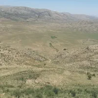 گله دونی برای اجاره اطراف نورابادمیخام