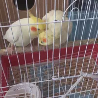 عروس هلندی مولد|پرنده|مینودشت, |دیوار