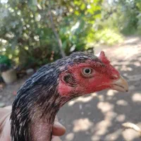 مرغ لاری اصل .نژاد دار