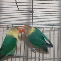 طوطی|پرنده|الوند, |دیوار