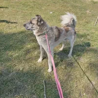 سگ گله4سال|سگ|بستان آباد, |دیوار