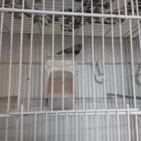 فنچ کینگ نر