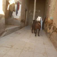 بزآبستن