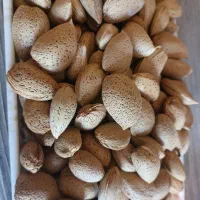 بادام تازه امسال قزوین