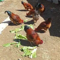 خروس رسمی ۴عدد