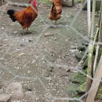 چهار مرغ ویک خروس