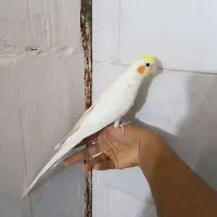 طوطی‌عروس‌‌دستی