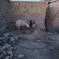 قوچ پلنگی|حیوانات مزرعه|رزن, |دیوار