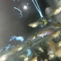 ماهی گوپی مولد کلی و جزئی|ماهی|کاشمر, |دیوار