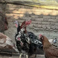 اسلام آباد جدید|حیوانات مزرعه|اسلام آباد, |دیوار