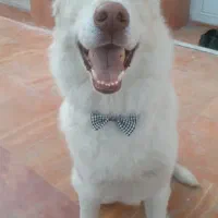 واگذاری سگ هاسکی آموزش دیده