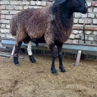 قوچ ۲سال افغانی|حیوانات مزرعه|پیر بکران, |دیوار