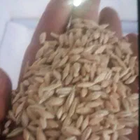 جو دیم آب خورده درجه یک