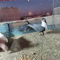 گرفتنی|پرنده|نیشابور, رحمت آباد|دیوار