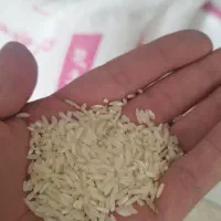 ۱۰۰ کیلو برنج هاشمی محصول خودمون|خوردنی و آشامیدنی|آستارا, |دیوار
