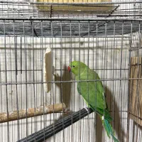 طوطی ملنگو|پرنده|امامزاده عبدالله, |دیوار