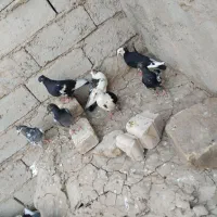 کبوتر|پرنده|زهک, |دیوار