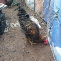 خروس جوان و بزرگ