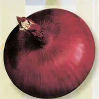 فروش بذر پیاز مخصوص شمال