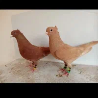 زرد و سرخ کرمونی کاکلی